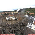 15_10-nest.jpg