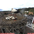 15_15-nest.jpg
