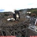 15_20-nest.jpg