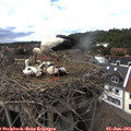 15_25-nest.jpg
