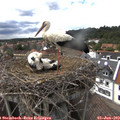 15_30-nest.jpg