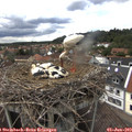 15_35-nest.jpg