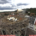 15_40-nest.jpg