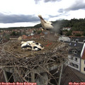 15_45-nest.jpg