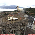 15_50-nest.jpg
