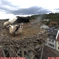 15_55-nest.jpg