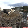 16_00-nest.jpg
