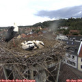 16_05-nest.jpg