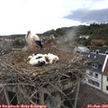 16_10-nest.jpg
