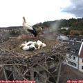 16_15-nest.jpg