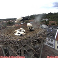 16_20-nest.jpg