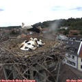 16_25-nest.jpg