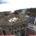 16_30-nest.jpg
