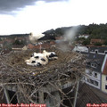 16_35-nest.jpg