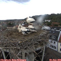16_40-nest.jpg