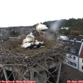 16_45-nest.jpg