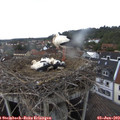 16_50-nest.jpg