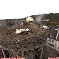 16_55-nest.jpg