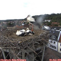 17_00-nest.jpg