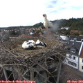17_05-nest.jpg