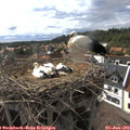 17_10-nest.jpg