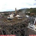17_15-nest.jpg