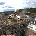 17_20-nest.jpg