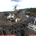 17_25-nest.jpg