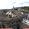 17_30-nest.jpg