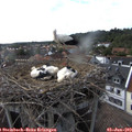 17_35-nest.jpg