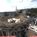 17_40-nest.jpg