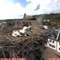 17_45-nest.jpg