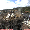 17_50-nest.jpg
