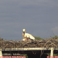17_55-mast.jpg