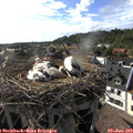 17_55-nest.jpg