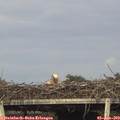 18_00-mast.jpg