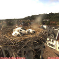 18_00-nest.jpg