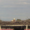 18_05-mast.jpg