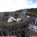 18_05-nest.jpg