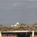 18_10-mast.jpg