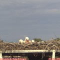 18_15-mast.jpg