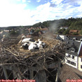 18_15-nest.jpg