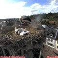 18_20-nest.jpg