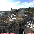 18_25-nest.jpg