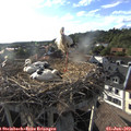 18_35-nest.jpg