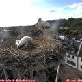 18_40-nest.jpg