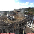 18_45-nest.jpg
