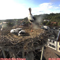 18_50-nest.jpg