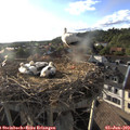 18_55-nest.jpg
