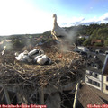 19_00-nest.jpg